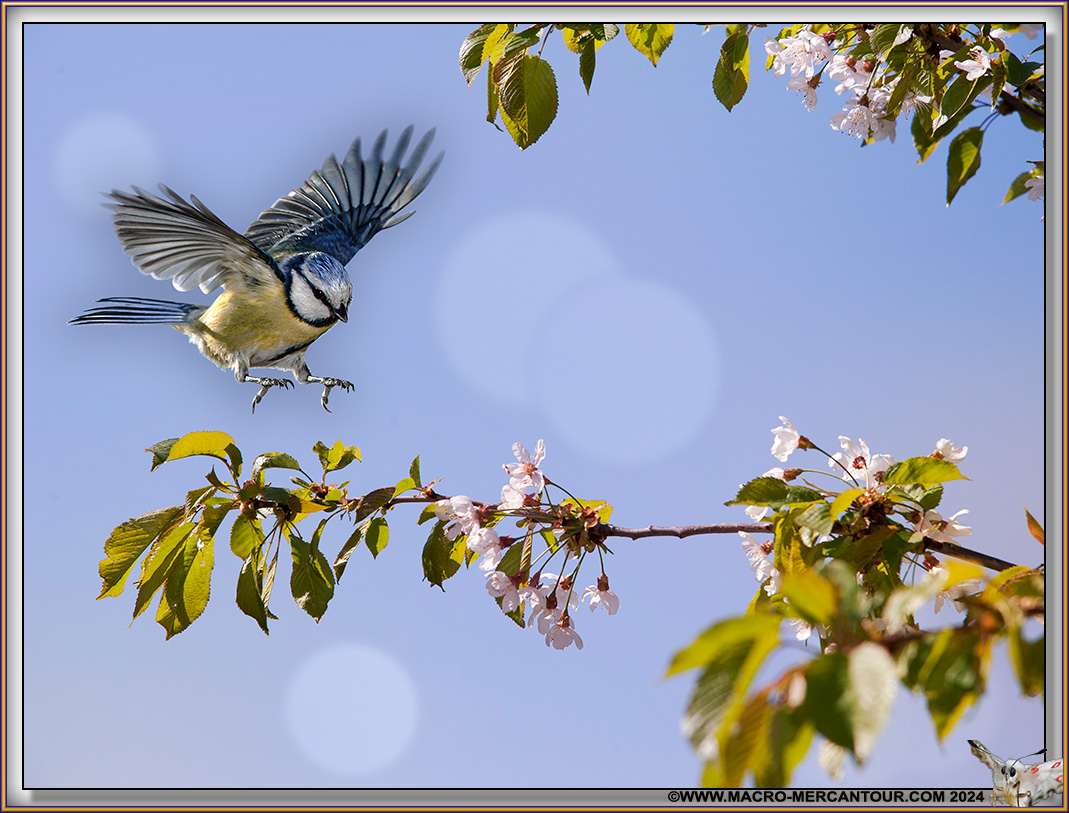 Mésange bleue